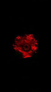 Preview wallpaper flower, red, dark, darkness, minimalism