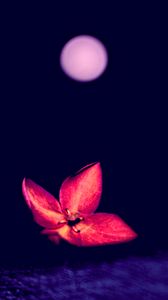 Preview wallpaper flower, red, dark, macro, blur