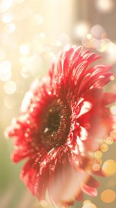 Preview wallpaper flower, red, dew, glitter, bokeh, light