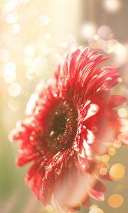 Preview wallpaper flower, red, dew, glitter, bokeh, light