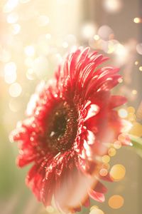 Preview wallpaper flower, red, dew, glitter, bokeh, light