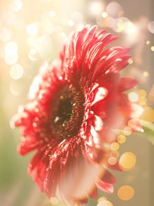 Preview wallpaper flower, red, dew, glitter, bokeh, light