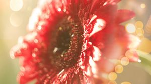 Preview wallpaper flower, red, dew, glitter, bokeh, light