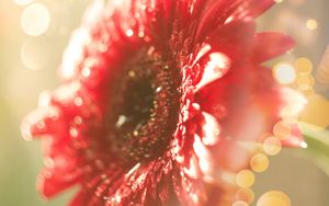 Preview wallpaper flower, red, dew, glitter, bokeh, light