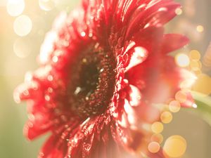 Preview wallpaper flower, red, dew, glitter, bokeh, light