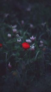 Preview wallpaper flower, red, grass, bud