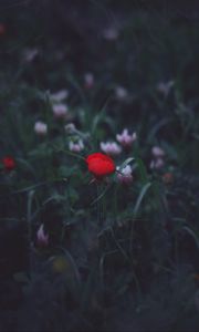 Preview wallpaper flower, red, grass, bud