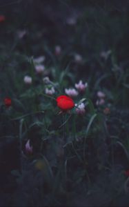 Preview wallpaper flower, red, grass, bud