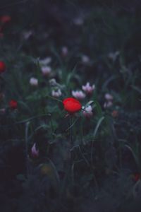 Preview wallpaper flower, red, grass, bud