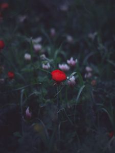 Preview wallpaper flower, red, grass, bud