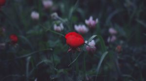 Preview wallpaper flower, red, grass, bud