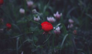 Preview wallpaper flower, red, grass, bud