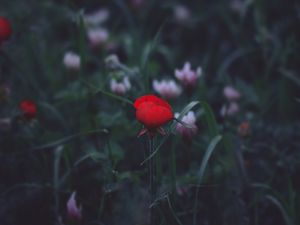 Preview wallpaper flower, red, grass, bud