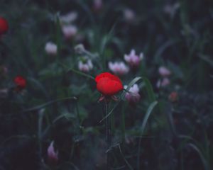 Preview wallpaper flower, red, grass, bud