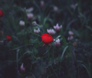 Preview wallpaper flower, red, grass, bud