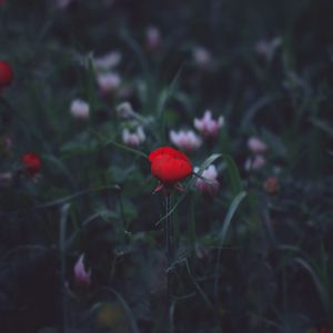 Preview wallpaper flower, red, grass, bud