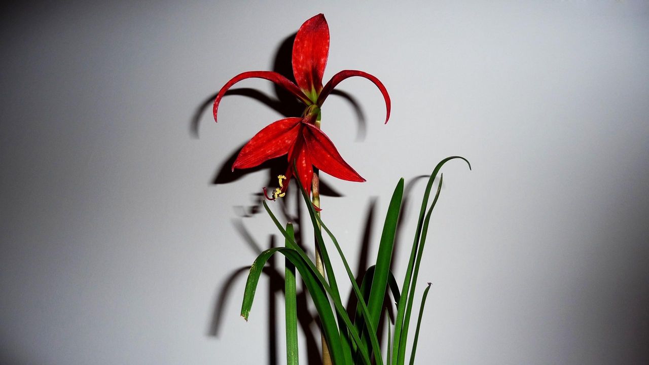 Wallpaper flower, red, leaves, wall