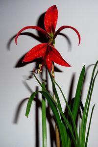 Preview wallpaper flower, red, leaves, wall