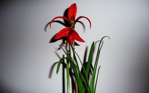 Preview wallpaper flower, red, leaves, wall