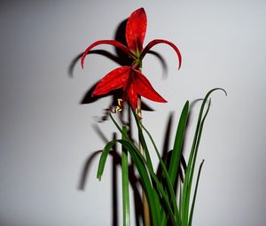 Preview wallpaper flower, red, leaves, wall