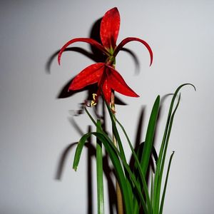 Preview wallpaper flower, red, leaves, wall