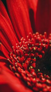 Preview wallpaper flower, red, macro, petals