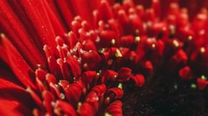 Preview wallpaper flower, red, macro, petals