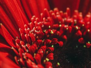 Preview wallpaper flower, red, macro, petals