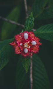 Preview wallpaper flower, red, macro, branch, leaves