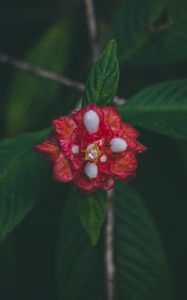 Preview wallpaper flower, red, macro, branch, leaves