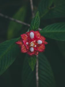 Preview wallpaper flower, red, macro, branch, leaves