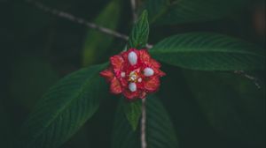 Preview wallpaper flower, red, macro, branch, leaves