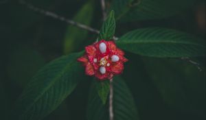 Preview wallpaper flower, red, macro, branch, leaves