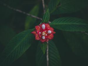 Preview wallpaper flower, red, macro, branch, leaves