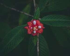Preview wallpaper flower, red, macro, branch, leaves