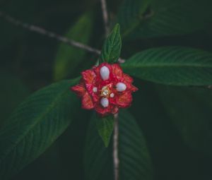 Preview wallpaper flower, red, macro, branch, leaves