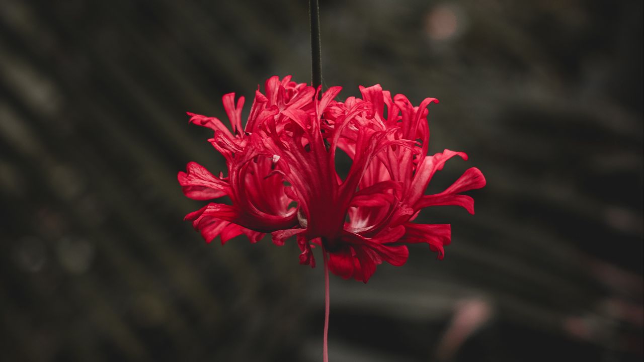 Wallpaper flower, red, petals, stem