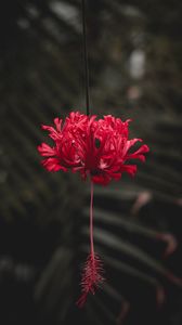 Preview wallpaper flower, red, petals, stem