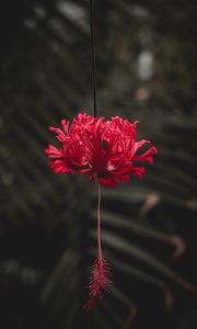 Preview wallpaper flower, red, petals, stem