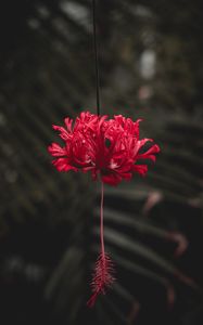 Preview wallpaper flower, red, petals, stem