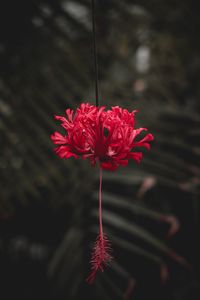 Preview wallpaper flower, red, petals, stem