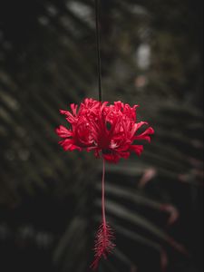 Preview wallpaper flower, red, petals, stem