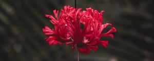 Preview wallpaper flower, red, petals, stem