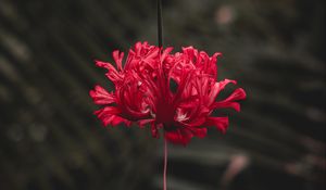 Preview wallpaper flower, red, petals, stem
