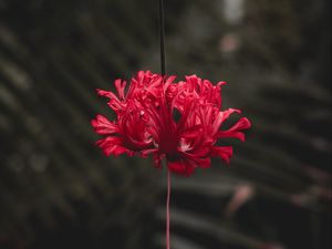 Preview wallpaper flower, red, petals, stem