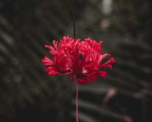 Preview wallpaper flower, red, petals, stem