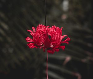 Preview wallpaper flower, red, petals, stem