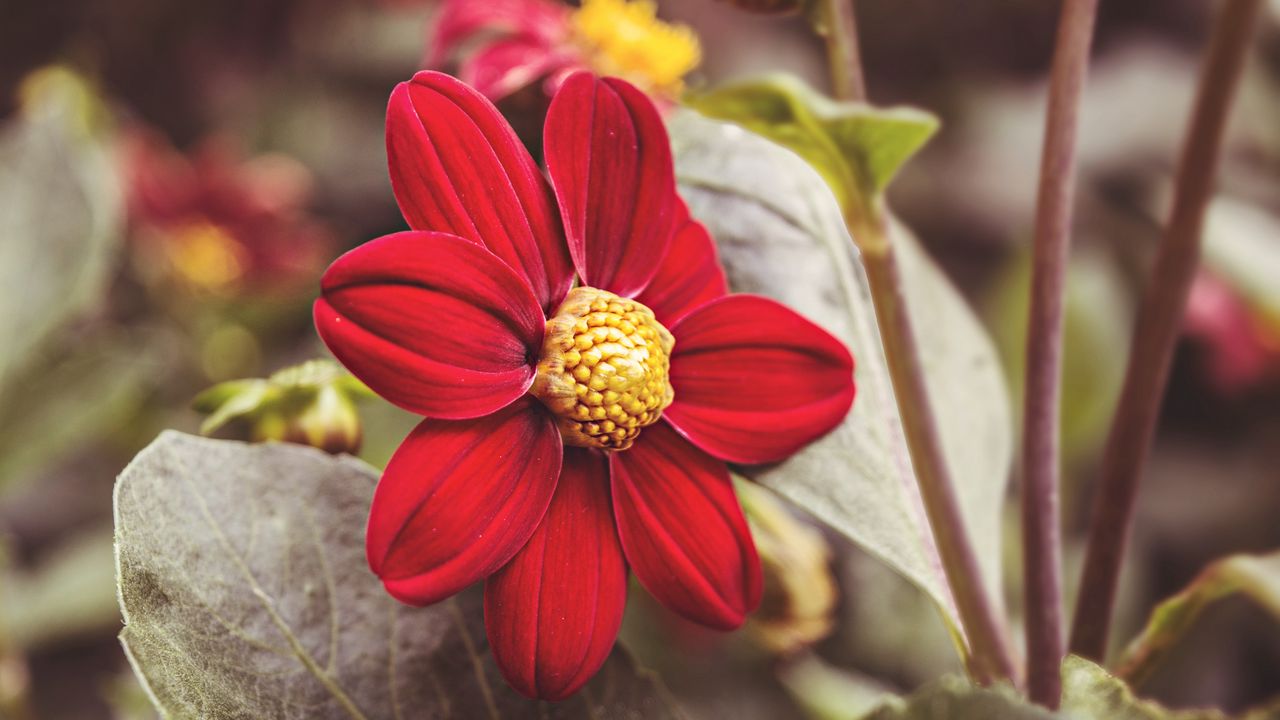 Wallpaper flower, red, petals, close-up