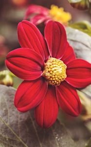 Preview wallpaper flower, red, petals, close-up