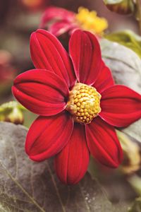 Preview wallpaper flower, red, petals, close-up